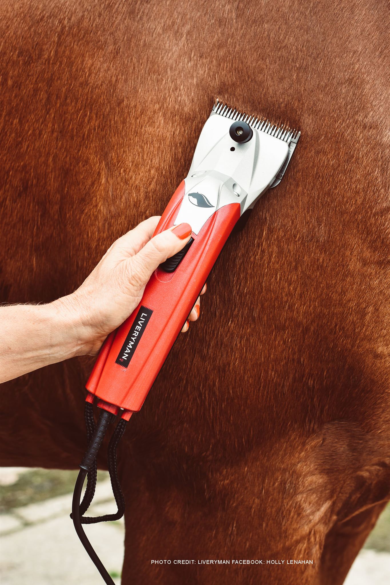 Liveryman Black Beauty Clipper Chambers Farm & Equestrian Store