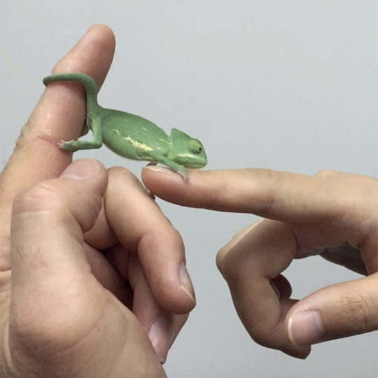 Basics Handling Chameleons Chameleon Academy