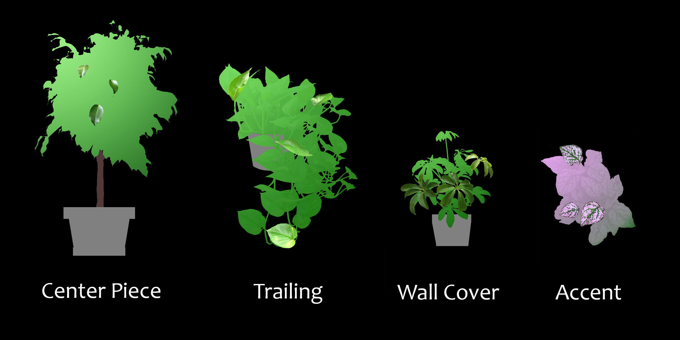 17+ Plants For Chameleons RinaChinazom