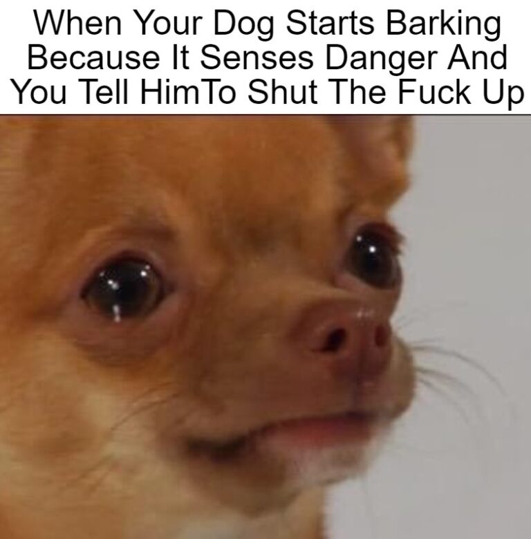 annoying barking dog meme Chameleon Memes