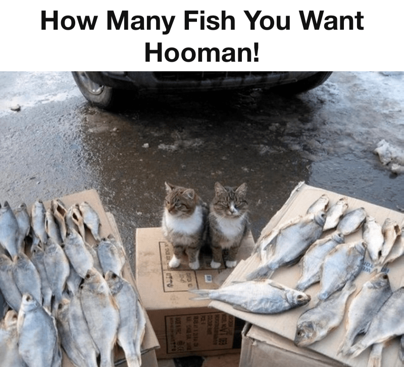 Just A Cat Selling Fish Animals