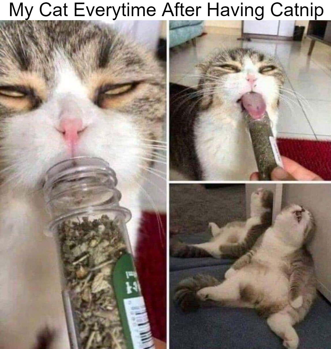 Catnip Addict. Funny