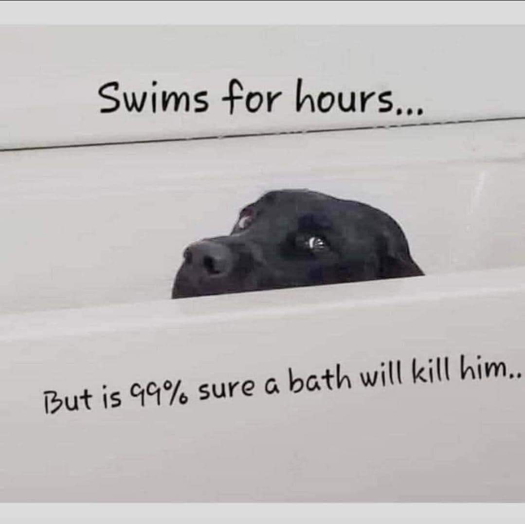 Dogs Be Like… Animals