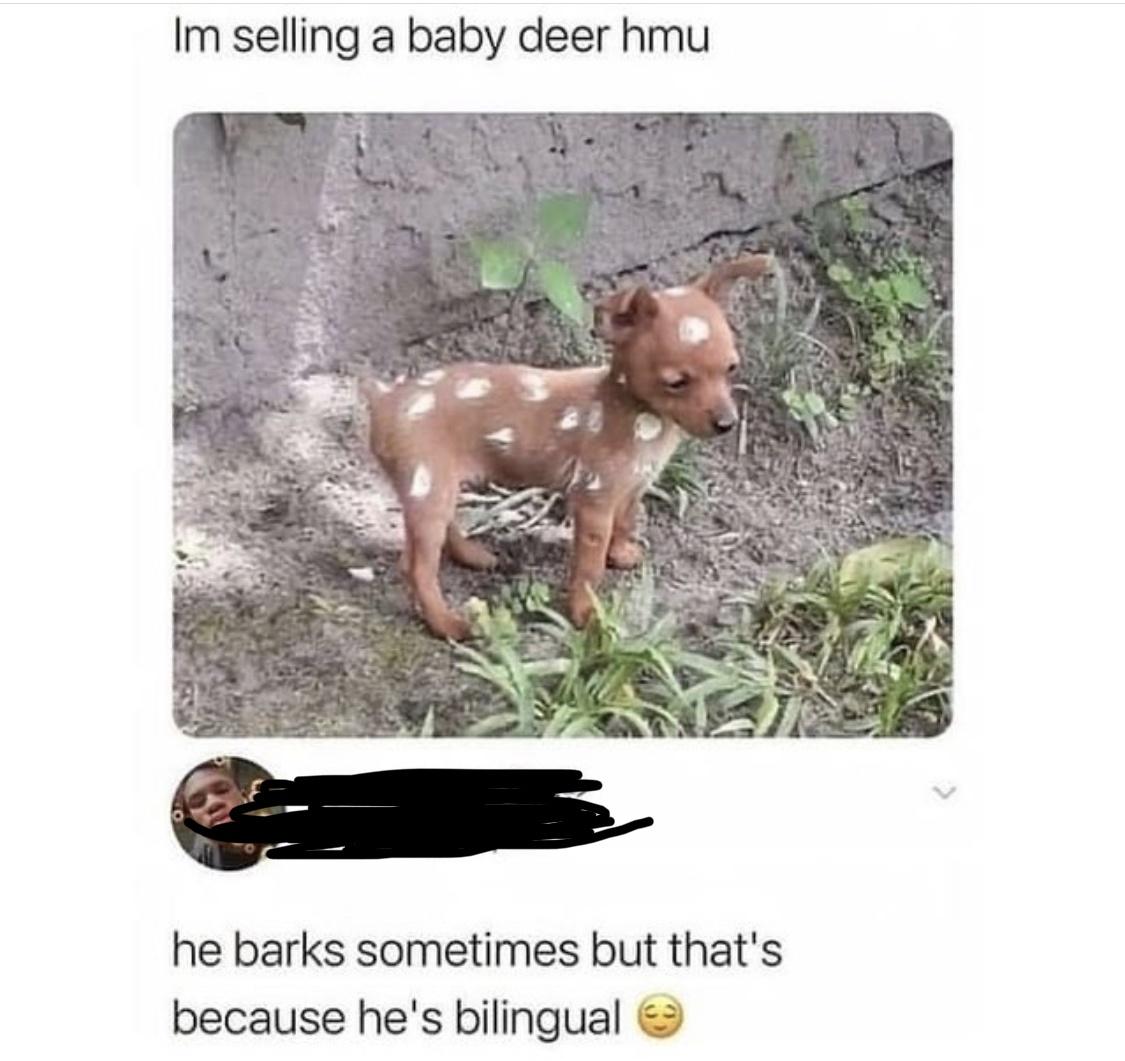 20 Deer Memes That'll Catch You Like Deer in the Headlights Animals