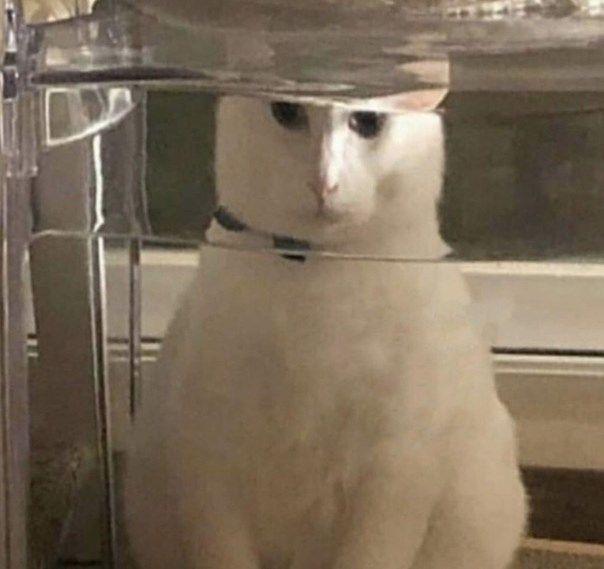 20 Images of Cursed Cats Creating Havoc Around the House Animals