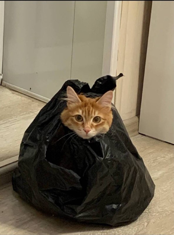 20 Images of Cursed Cats Creating Havoc Around the House Animals