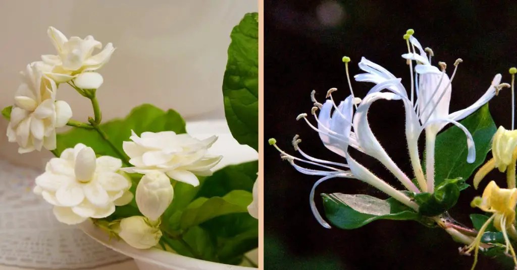 Jasmine vs HoneysuckleDifferences and Similarities