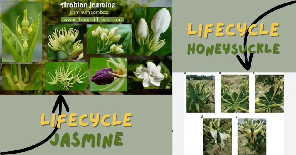 Jasmine vs HoneysuckleDifferences and Similarities