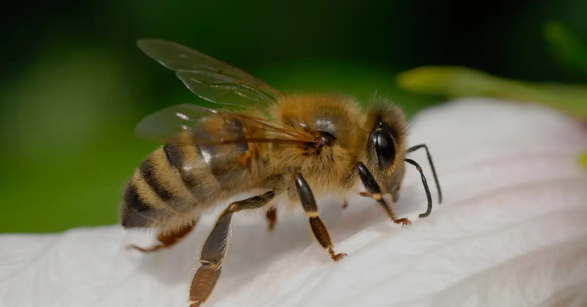 Does Jasmine Flower Attract Bees?