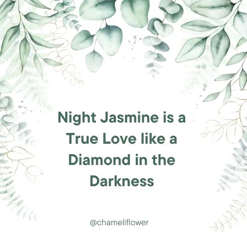Jasmine Flower Quotes 50+ Quotes