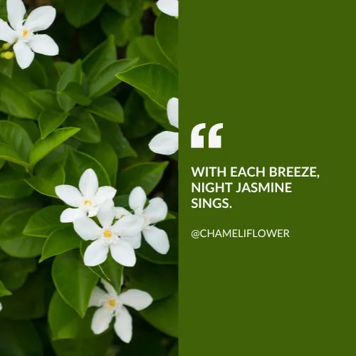 Jasmine Flower Quotes 50+ Quotes