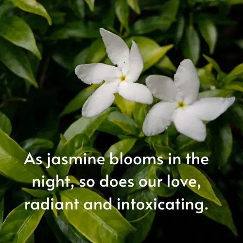 Jasmine Flower Quotes 50+ Quotes