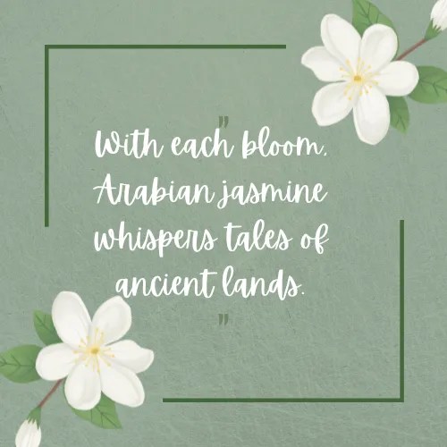 Jasmine Flower Quotes 50+ Quotes