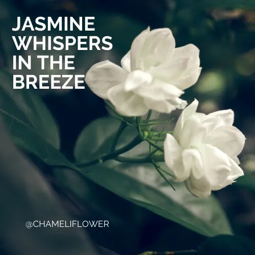 Jasmine Flower Quotes 50+ Quotes