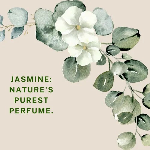 Jasmine Flower Quotes 50+ Quotes