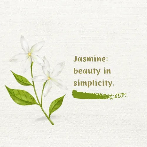 Jasmine Flower Quotes 50+ Quotes