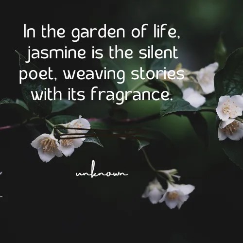 Jasmine Flower Quotes 50+ Quotes