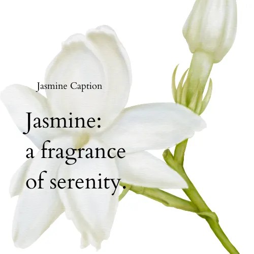 Jasmine Flower Quotes 50+ Quotes