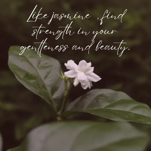 Jasmine Flower Quotes 50+ Quotes