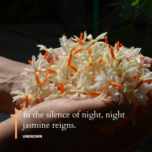 Jasmine Flower Quotes 50+ Quotes