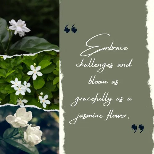 Jasmine Flower Quotes 50+ Quotes