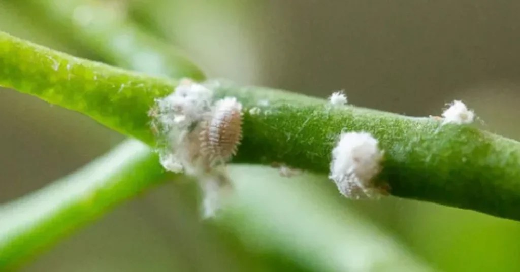 Jasmine Plant Pests Pictures and Treatment
