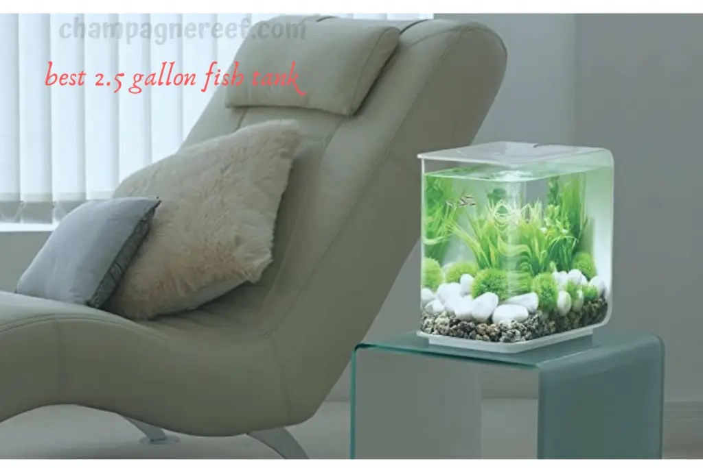 Top 11 Best 2.5 Gallon Fish Tanks in 2021 Champagnereef