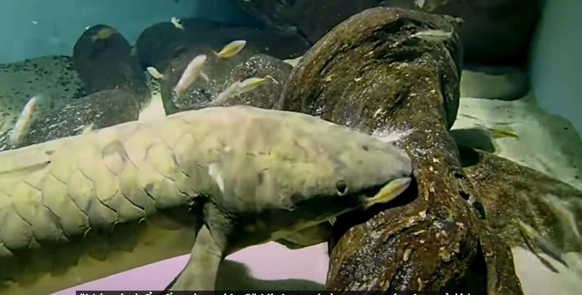 What Fish Lives The Longest CHAMPAGNE REEF