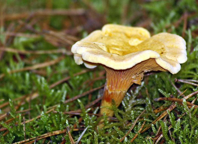 Girolle champignons de Paris