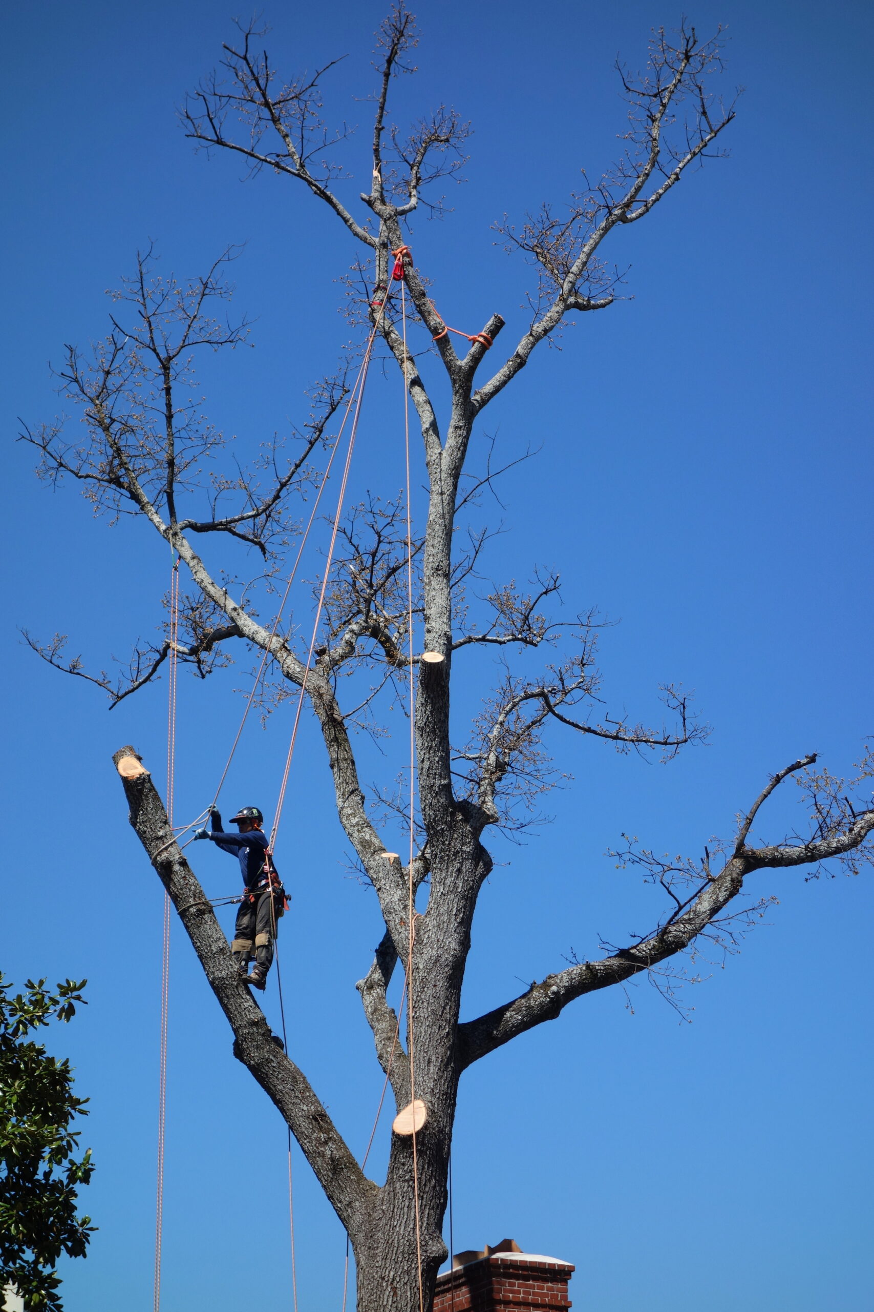 Understanding the Process of Tree Removal Champion Tree Service