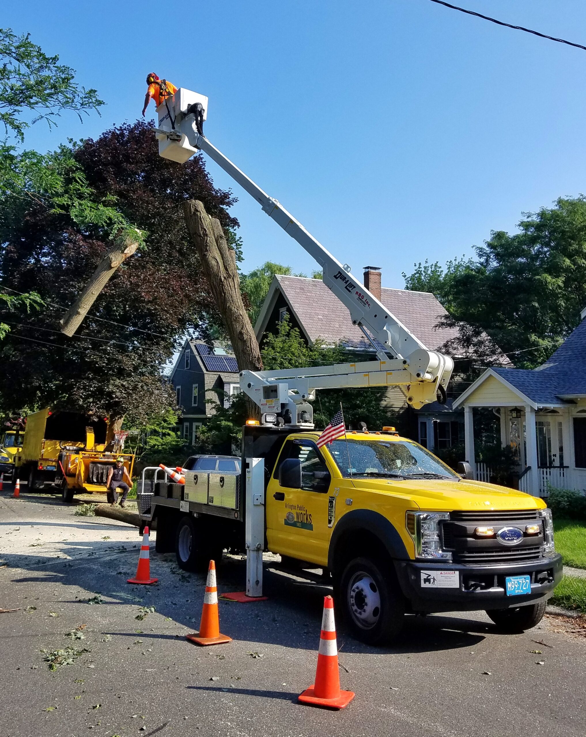 Factors to Consider When Hiring a Tree Service Company Champion Tree