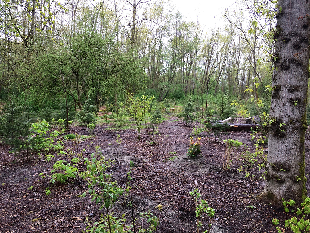 Champlain Heights Community Garden • Champlain Heights Community Centre
