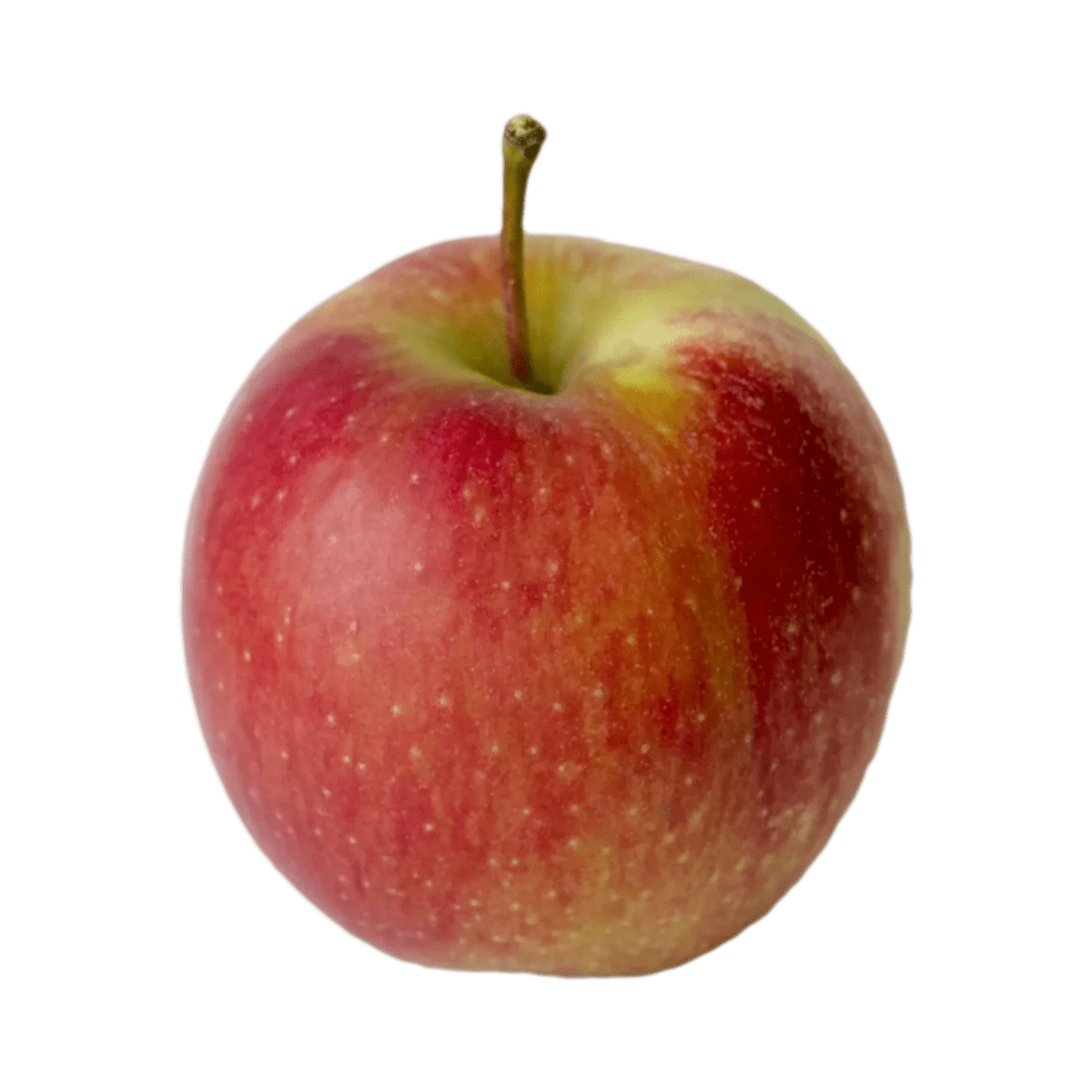 Jonagold Champlain Orchards