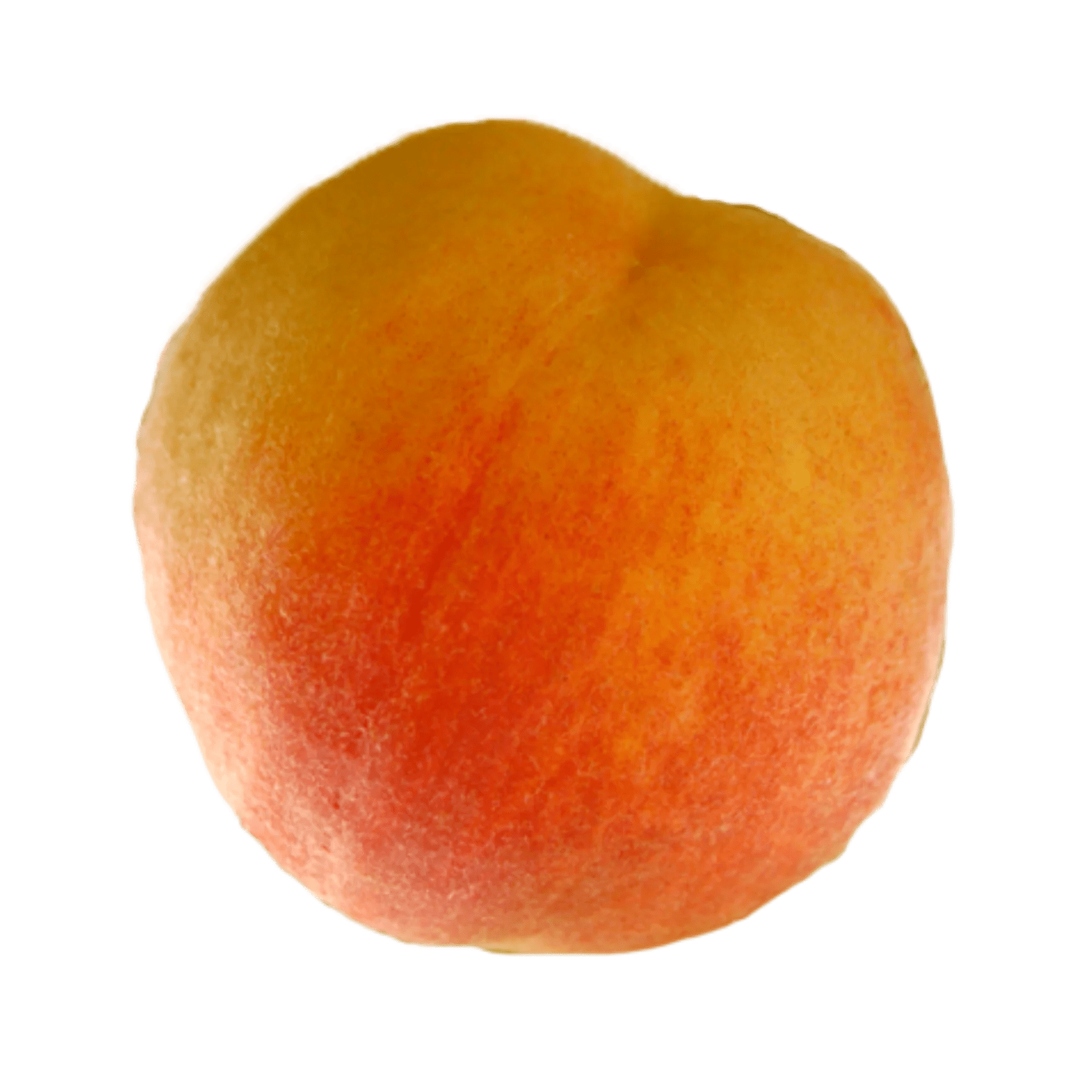 Madison Peach – Champlain Orchards