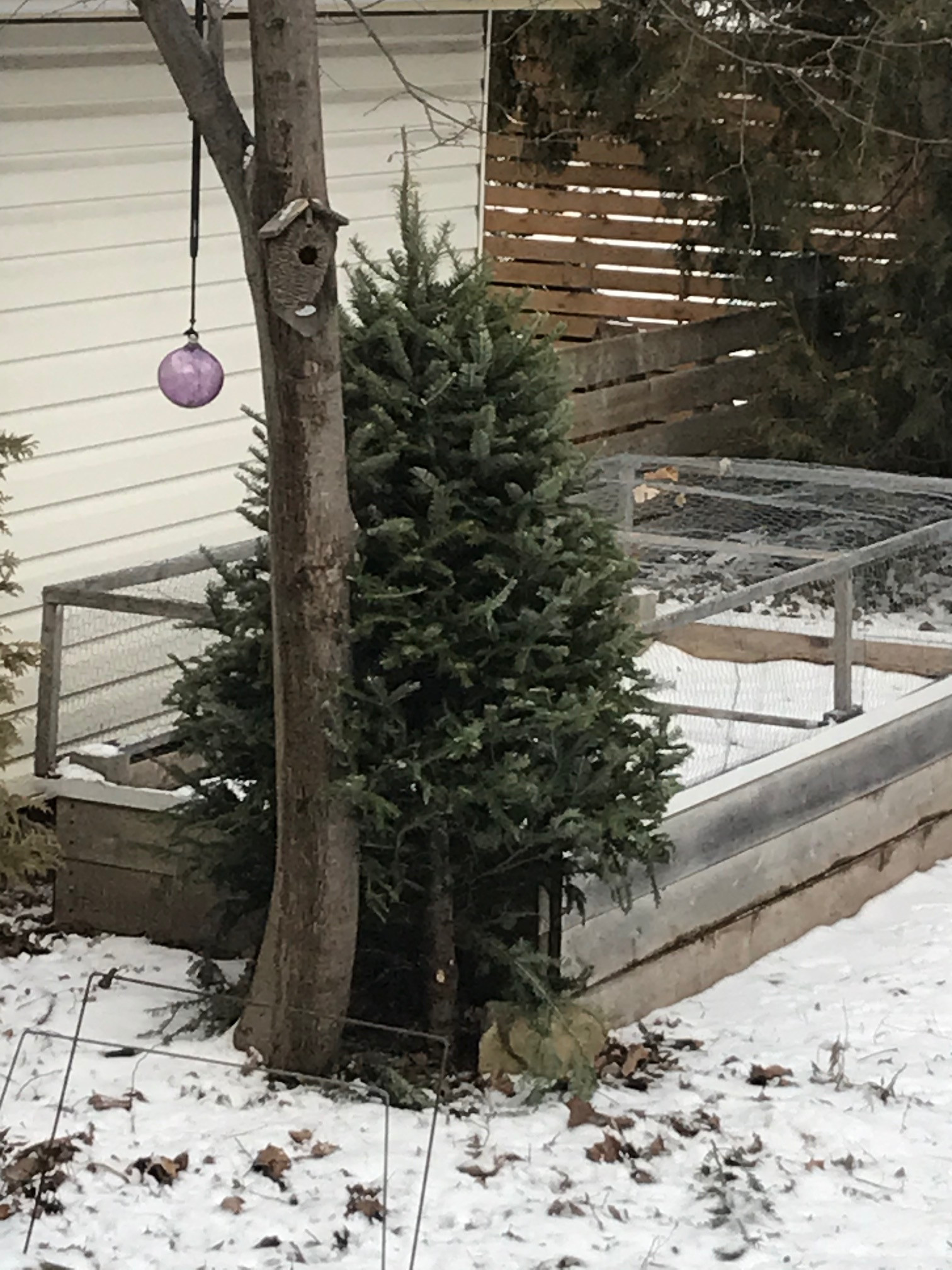 Christmas Tree Habitat Champlain Park Community