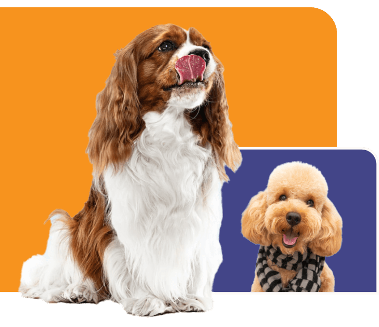 Champlin Pet Clinic Best Animal Care Services Champlin Park Pet