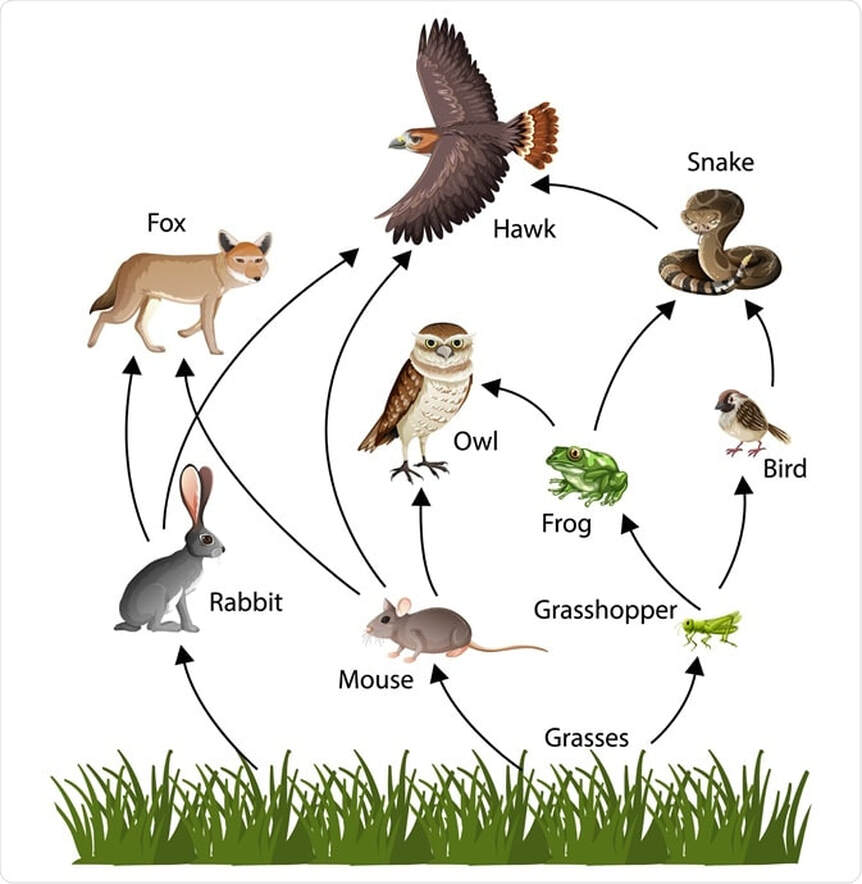 Food Chains SCIENCE ALERT!