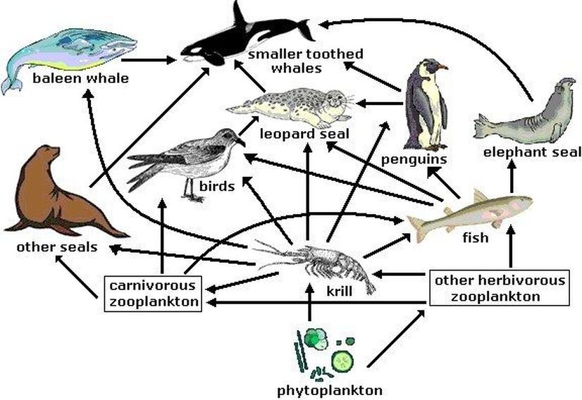 Food Chains SCIENCE ALERT!