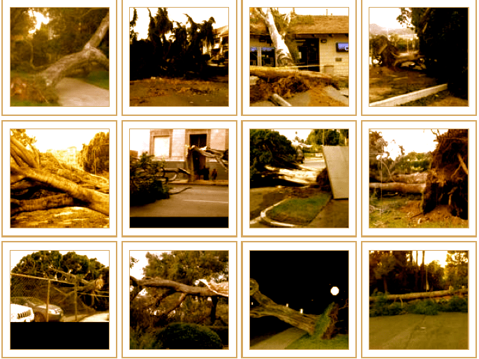 Starve the lawn, not the tree Chance of Rain