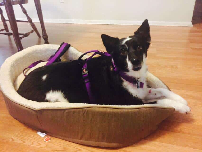 ADOPTED! Border Collie Service Dog Needs a New Home