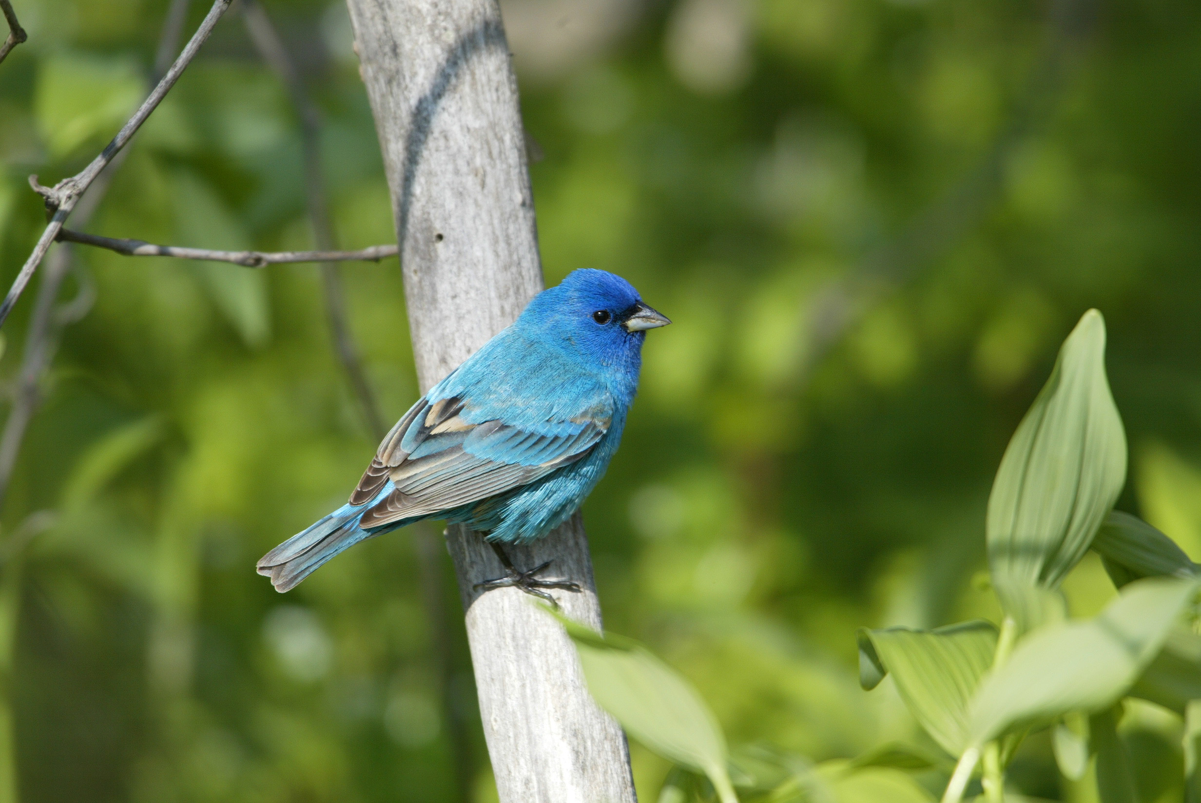 John Kormendy Ontario (Canada) Birds
