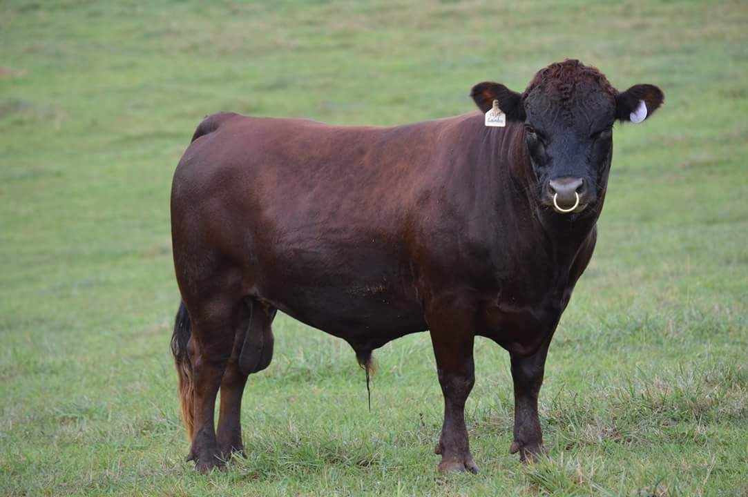 Chaney Registered Dexter Cattle Our herd is PHA & Chondro FREE. We