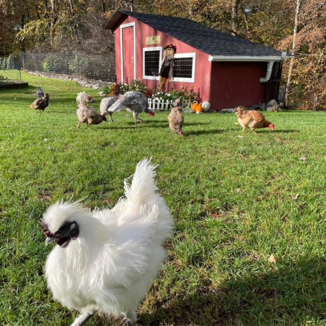 Petition · Amend LaGrange zoning code to allow keeping Backyard "hobby