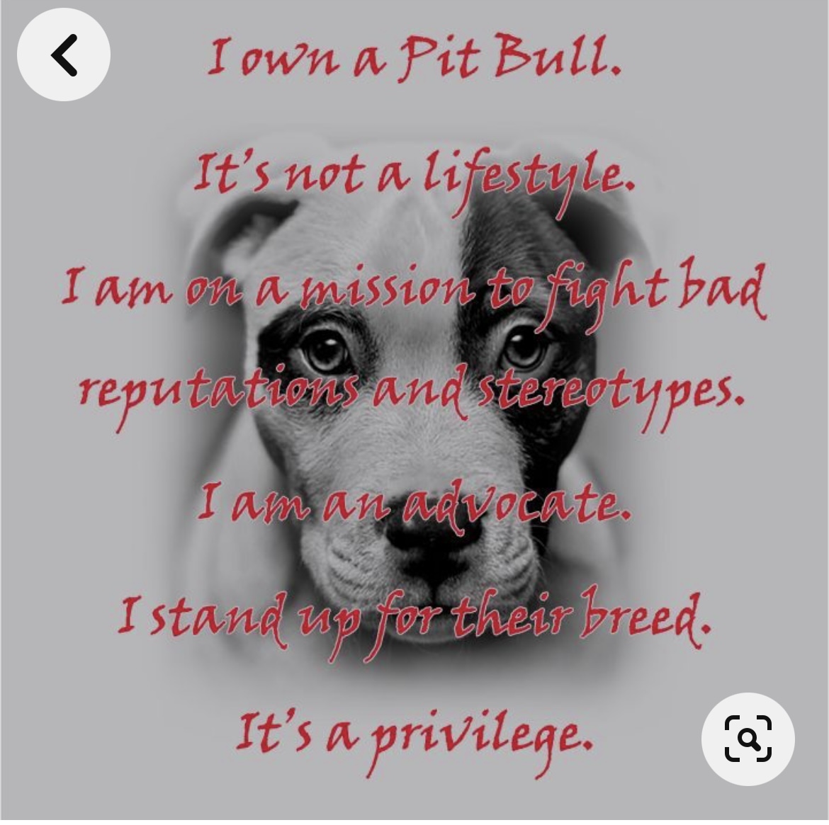 Petition · Stop The Pitbull Ban In South Africa South Africa ·