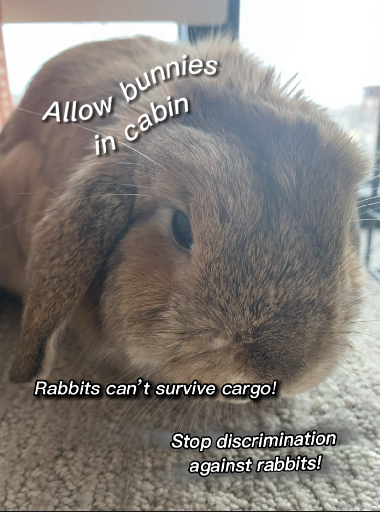Petition · ALLOW BUNNIES IN CABIN! Stop discrimination against rabbits! United States ·