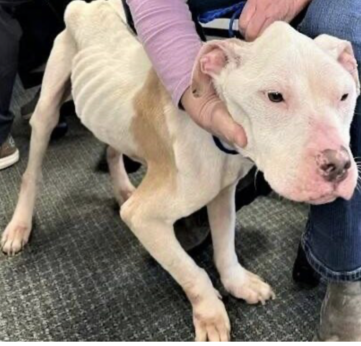 Petition · Chance’s Law make animal abuse a felony in Virginia United
