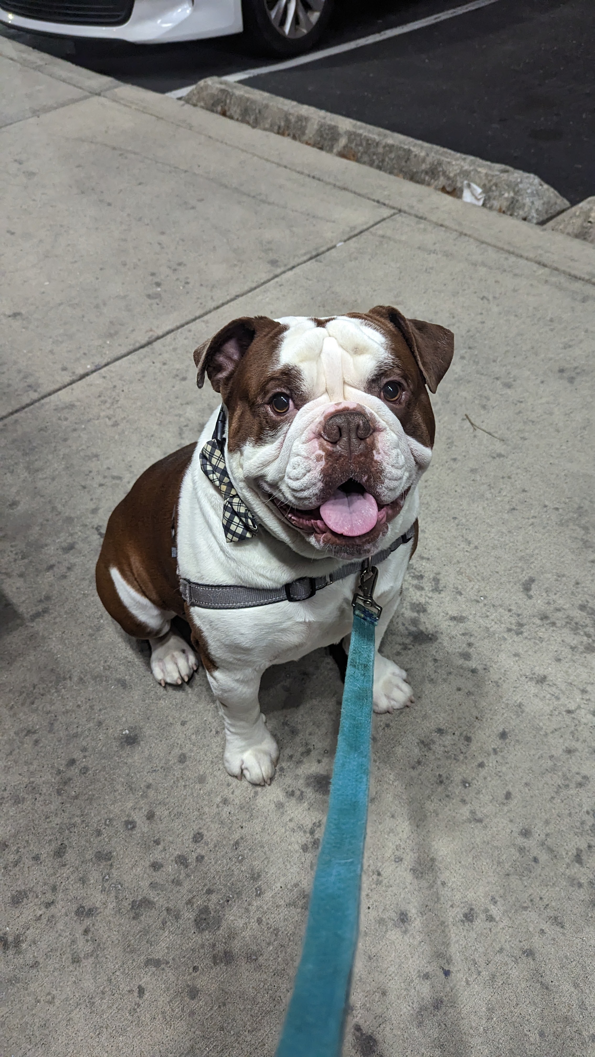 Are Dogs Legally Considered Property