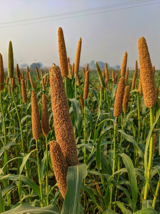 Millets an answer for our food security India think so Change Started