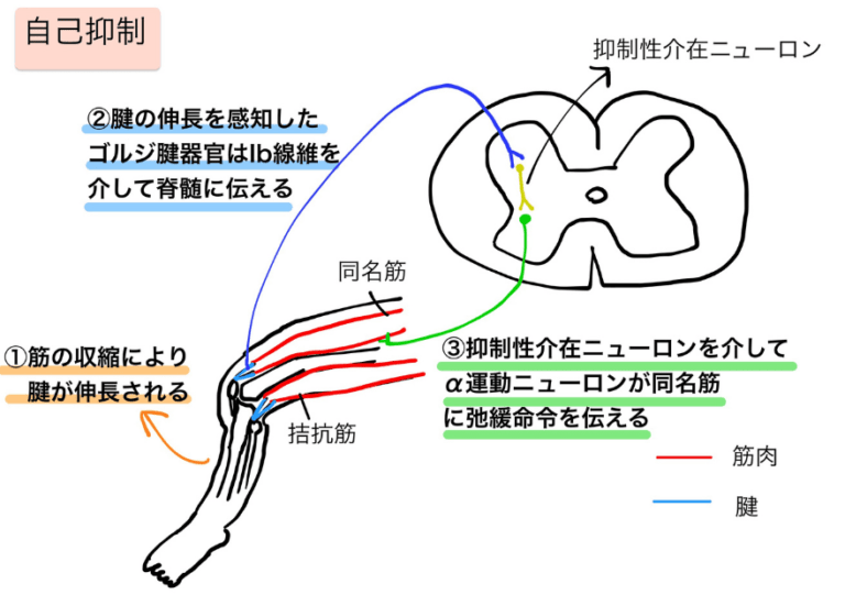 伸張反射・自己抑制・相反抑制についてまとめ『理学療法士国家試験対策』 ちゃんけんLog