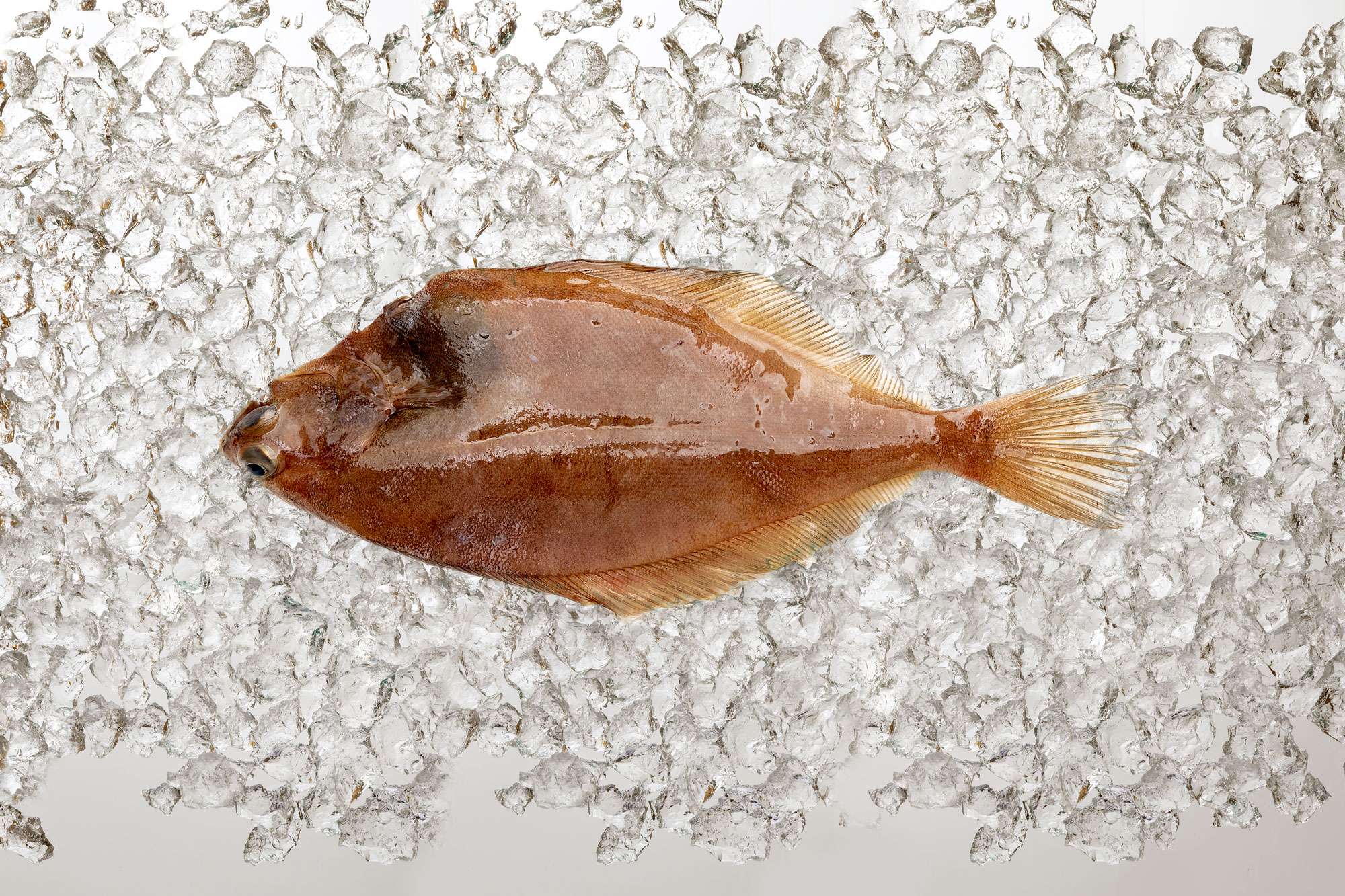 Whole Fresh Flounder Channel Fish Products